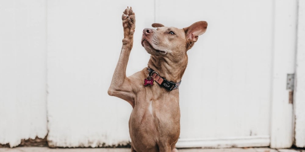 Dog raising a paw